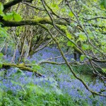 Bluebells,2007-Glenarif Forest Park-Co. Antrim_edited